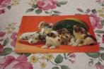 Honden Postkaart - 5 Foxterrier Pups met Strikje, Oostenrijk, Verzenden, 1960 tot 1980, Gelopen, Hond of Kat