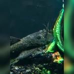 Ancistrus koppel, Dieren en Toebehoren, Vissen | Aquariumvissen, Vis