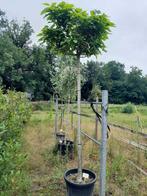Catalpa bolboom, 250 tot 400 cm, Ophalen, Volle zon, In pot