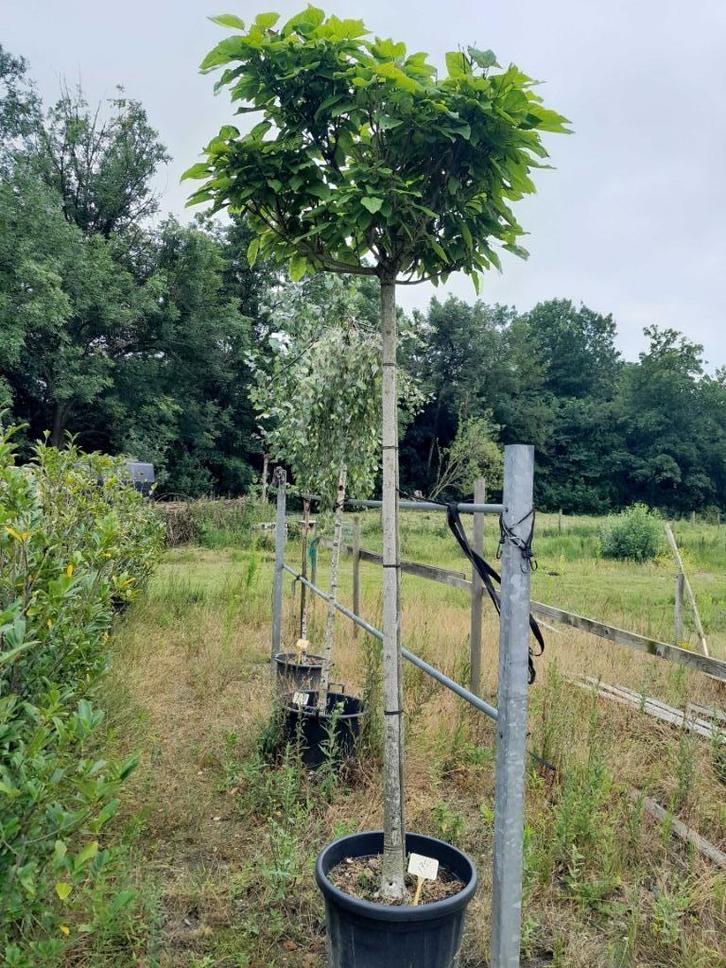 Catalpa bolboom, Tuin en Terras, Planten | Bomen, Bolboom, 250 tot 400 cm, Volle zon, Zomer, In pot, Ophalen