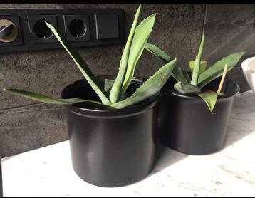 Leuke vintage donkere bloempotten bio kamerplanten beschikbaar voor biedingen