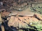 1.0 Varanus acanthurus (2024), Amfibie, 0 tot 2 jaar