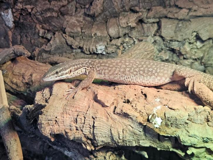 1.0 Varanus acanthurus (2024), Dieren en Toebehoren, Reptielen en Amfibieën, Amfibie, 0 tot 2 jaar