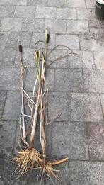 Lisdodde planten vijverplanten, Ophalen of Verzenden, Eenjarig, Groenteplanten, Volle zon