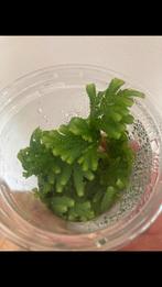 Terrariumplant Selaginella plana, Huis en Inrichting, Kamerplanten, Ophalen of Verzenden, Halfschaduw, Minder dan 100 cm