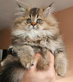 British lang haar Kitten, Poes, Gechipt, 0 tot 2 jaar