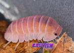 Cubaris sp. Cherry Blossom (Sakura) isopods / pissebedden, Dieren en Toebehoren, Overige soorten