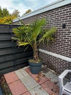 Mooie Palmboom 220cm hoog, Overige soorten, Volle zon, Vaste plant, Ophalen of Verzenden