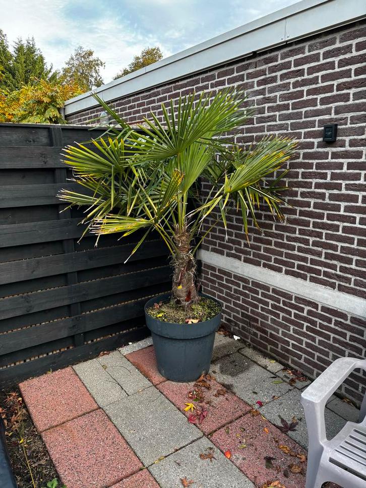 Mooie Palmboom 220cm hoog, Tuin en Terras, Planten | Tuinplanten, Vaste plant, Overige soorten, Volle zon, Bloeit niet, Ophalen of Verzenden