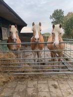Weidemaatje aangeboden, Dieren en Toebehoren, Ophalen of Verzenden, Dressuur