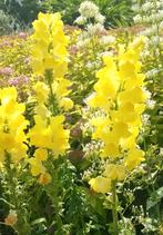 Leeuwenbekje geel zaden, Tuin en Terras, Bloembollen en Zaden, Ophalen of Verzenden, Voorjaar, Volle zon, Zaad