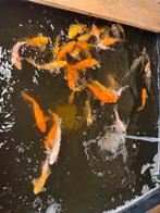 Koi’s met korting, Dieren en Toebehoren, Vissen | Vijvervissen, Karper of Koi