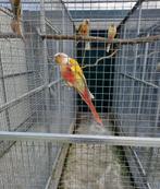 Pyrrhura Molinae poppen, Dieren en Toebehoren, Vogels | Parkieten en Papegaaien, Vrouwelijk, Parkiet, Geringd