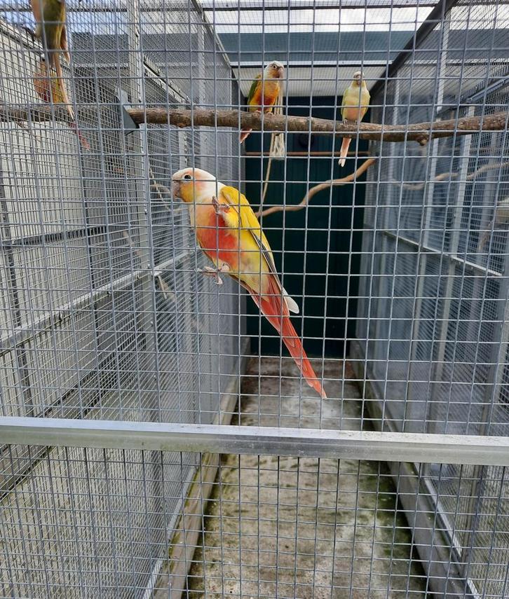 Pyrrhura Molinae poppen, Dieren en Toebehoren, Vogels | Parkieten en Papegaaien, Parkiet, Vrouwelijk, Geringd