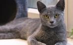 Gezocht: Blauwe Rus, jongvolwassen of herplaatser welkom!, Dieren en Toebehoren, Katten en Kittens | Raskatten | Korthaar, Kater