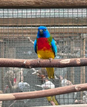 Koppel Splendid parkieten wildkleur  beschikbaar voor biedingen