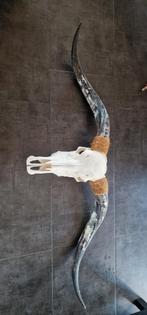 Echt longhorn skull met hoorns., Ophalen, Zo goed als nieuw