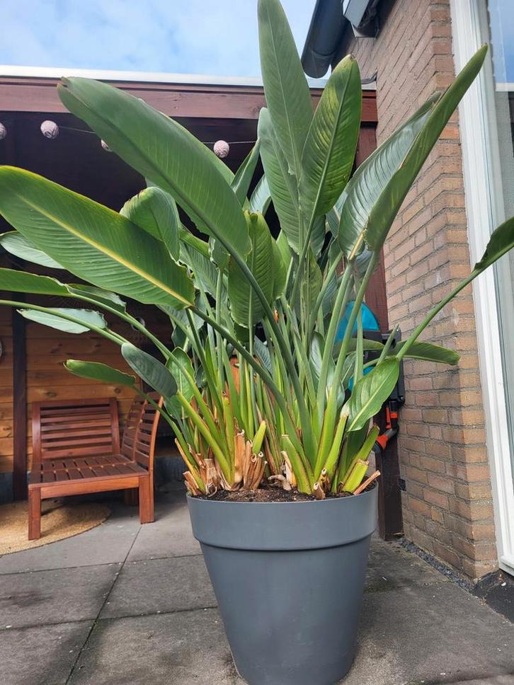 Strelitzia Raginae ( paradijsvogelbloem ), Tuin en Terras, Bloembollen en Zaden, Volle zon, Ophalen