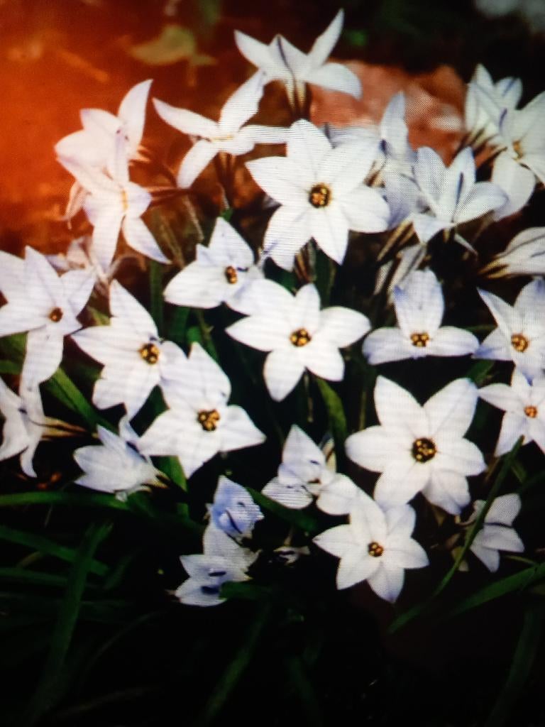 bloembollen oude Wijfjes Ipheion Uniflorum Albert Castillo, Tuin en Terras, Bloembollen en Zaden, Ophalen of Verzenden, Najaar