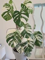 Monstera Variegata Albo, Huis en Inrichting, Kamerplanten, Ophalen, 100 tot 150 cm, Halfschaduw, In pot