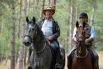 Te koop: Dividend HV Z – 4-jarige schimmel ruin, 1.70m, Dieren en Toebehoren, Paarden, Gechipt, Ruin, Dressuurpaard, Zadelmak