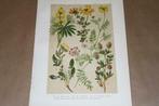 Antieke kleurenlitho - Gele lupine Rolklaver Kroonkruid etc!, Ophalen of Verzenden