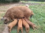 Biggen mangalitza, Dieren en Toebehoren, Schapen, Geiten en Varkens, Meerdere dieren, Varken