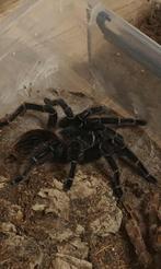 Lasiodora Parahybana female adult, Spin of Schorpioen