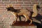 Prachtige opgezette vos, Verzamelen, Dierenverzamelingen, Ophalen of Verzenden, Zo goed als nieuw, Wild dier, Opgezet dier