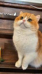 Britse kortharige kittens - Golden shell met luxe stambomen!, Dieren en Toebehoren, Katten en Kittens | Raskatten | Langhaar, Poes