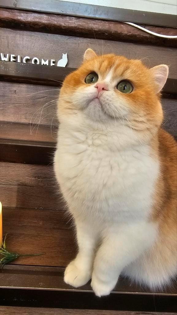 Britse kortharige kittens - Golden shell met luxe stambomen!, Dieren en Toebehoren, Katten en Kittens | Raskatten | Langhaar, Poes