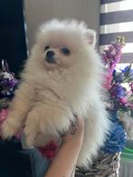Pomeriaan pup //  nog 1 uit nestje van 4 !, Keeshond, Reu, CDV (hondenziekte), 8 tot 15 weken