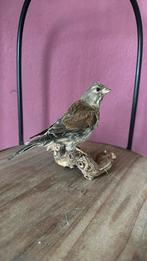 Opgezette vogel, Verzamelen, Ophalen of Verzenden, Zo goed als nieuw, Vogel, Opgezet dier