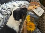 Border collie pups met fci stamboom, Dieren en Toebehoren, CDV (hondenziekte), 8 tot 15 weken, Collie, Meerdere