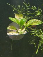 Aquarium planten houder met zuignap, Dieren en Toebehoren, Vissen | Aquaria en Toebehoren, Nieuw, Ophalen of Verzenden