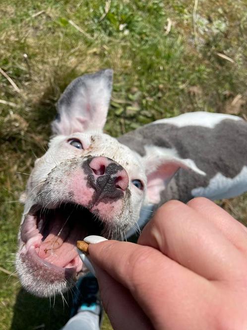 Lieve en betrouwbare huisdierenoppas, Dieren en Toebehoren, Paarden en Pony's | Verzorgingsproducten, Nieuw, Ophalen of Verzenden