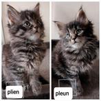 2 mooie pluizige MC poesjes., Dieren en Toebehoren, Katten en Kittens | Raskatten | Langhaar, Poes, Ontwormd, 0 tot 2 jaar