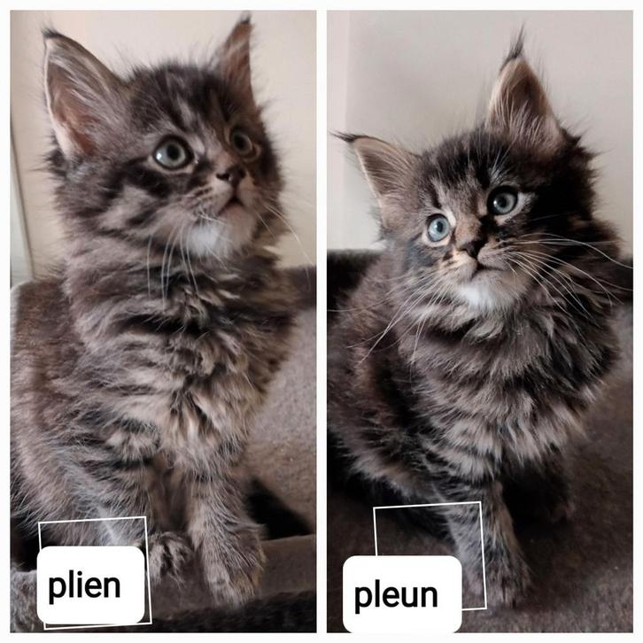 2 mooie pluizige MC poesjes., Dieren en Toebehoren, Katten en Kittens | Raskatten | Langhaar, Poes, 0 tot 2 jaar, Ontwormd, Ingeënt