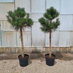 Pinus sylvestris den op stam, Tuin en Terras, Bloeit niet, 100 tot 250 cm, Ophalen, Volle zon