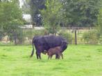 dexter koe met stierkalfje, Dieren en Toebehoren, Meerdere dieren, 0 tot 2 jaar