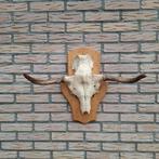 Eland schedel gewei, Verzamelen, Ophalen of Verzenden, Zo goed als nieuw, Hert, Schedel