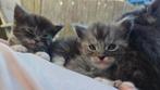 Ragdol / Main coon kittens., Dieren en Toebehoren, Katten en Kittens | Raskatten | Langhaar, Ingeënt