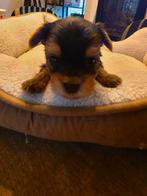 Yorkshire terrier meisje, Dieren en Toebehoren, Honden | Jack Russells en Terriërs, Yorkshire Terriër, 8 tot 15 weken, Teef, Eén hond
