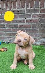 Pocket bully pups, Dieren en Toebehoren, Honden | Bulldogs, Pinschers en Molossers, CDV (hondenziekte), 8 tot 15 weken, Bulldog