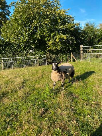 Mooie bonte ooilammer zwoegervrij en dubbel arr beschikbaar voor biedingen