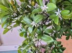 140 cm  vol met bloemen en fruit, Tuin en Terras, Planten | Bomen, Ophalen of Verzenden, Volle zon, Overige soorten, 100 tot 250 cm