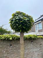 2 Catalpa bomen (10 jaar oud) – GRATIS af te halen, Tuin en Terras, Planten | Bomen, Ophalen, Volle zon, Overige soorten, 100 tot 250 cm