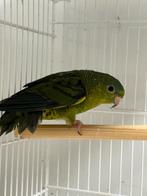 D Groen Catharinaparkiet Pop, Dieren en Toebehoren, Vrouwelijk, Parkiet