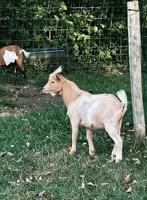 Dwergbok Dekbok, Dieren en Toebehoren, Mannelijk, Geit, 0 tot 2 jaar