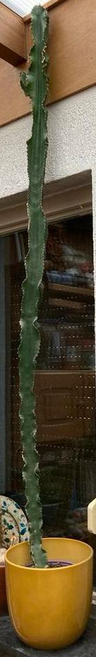 Hoge Cactus - afrikaanse melkboom? Euphorbia trigona, Ophalen of Verzenden, 150 tot 200 cm